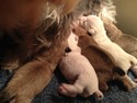 Miniature schnoodle Puppies for sale By an Iowa schnoodle Breeder Located just south of the Iowa Minnesota Border near I-35